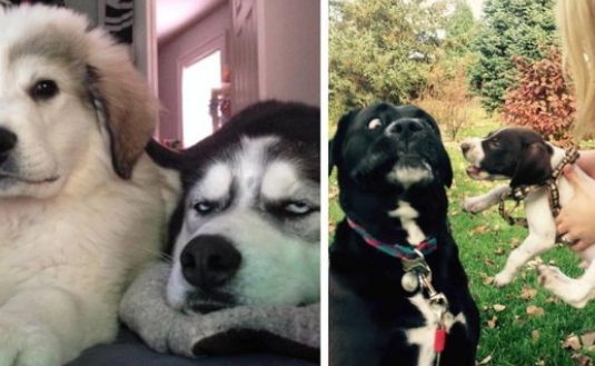 15 Hunde, die nicht begeistert von dem neuen Welpen sind